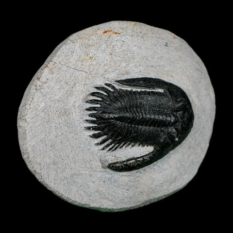 1.7" Metacanthina Issoumourensis Trilobite Fossil Devonian Age 400 Mil Yrs Old COA - Fossil Age Minerals