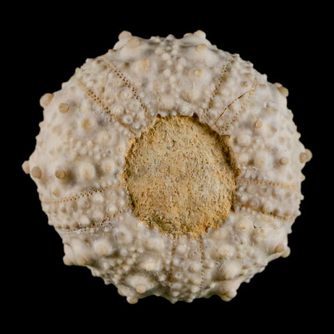 32MM Detailed Fossil Goniopygus Sp Sea Urchin Echinoid Cretaceous Morocco - Fossil Age Minerals