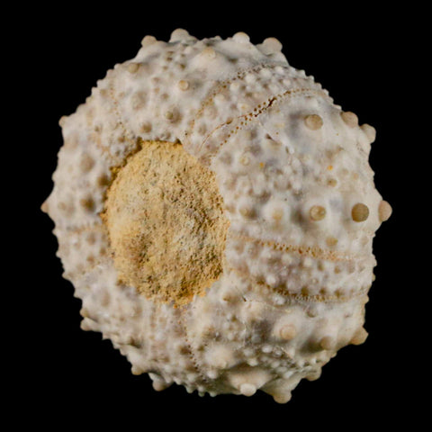 32MM Detailed Fossil Goniopygus Sp Sea Urchin Echinoid Cretaceous Morocco - Fossil Age Minerals