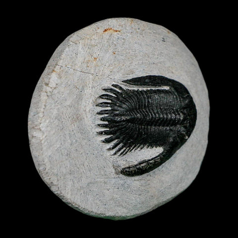 1.7" Metacanthina Issoumourensis Trilobite Fossil Devonian Age 400 Mil Yrs Old COA - Fossil Age Minerals