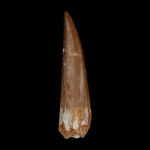 XL 2.1" Plesiosaur Zarafasaura Tooth Fossil Cretaceous Dinosaur Era COA, Stand - Fossil Age Minerals