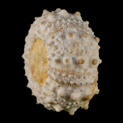 32MM Detailed Fossil Goniopygus Sp Sea Urchin Echinoid Cretaceous Morocco - Fossil Age Minerals