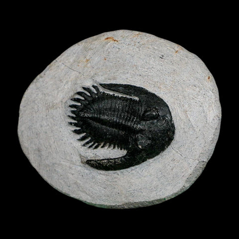 1.7" Metacanthina Issoumourensis Trilobite Fossil Devonian Age 400 Mil Yrs Old COA - Fossil Age Minerals