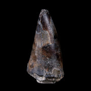 2" Sarcosuchus Imperator Crocodile Fossil Tooth Elrhaz FM Cretaceous Niger COA