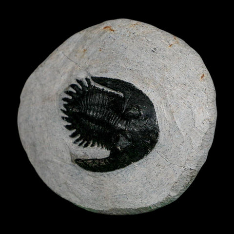 1.7" Metacanthina Issoumourensis Trilobite Fossil Devonian Age 400 Mil Yrs Old COA - Fossil Age Minerals