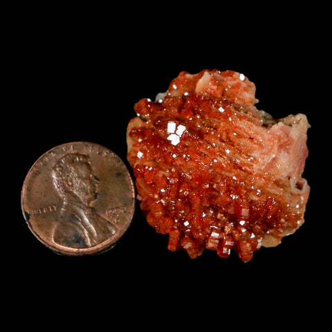1.2" Sparkly Red Vanadinite Crystals on Orange Barite Blades Mineral Mabladen Morocco - Fossil Age Minerals