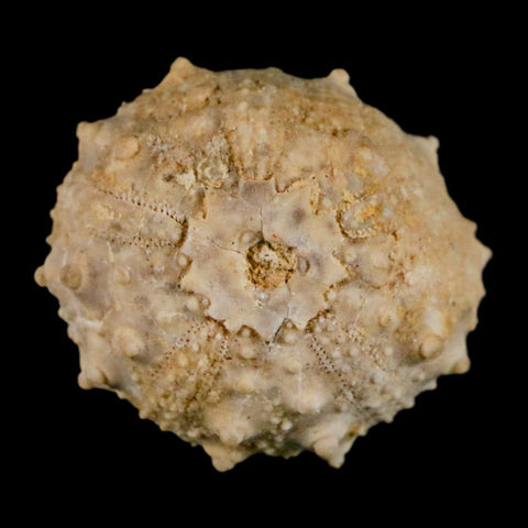 32MM Detailed Fossil Goniopygus Sp Sea Urchin Echinoid Cretaceous Morocco - Fossil Age Minerals