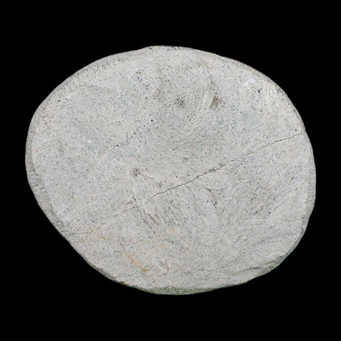 1.7" Metacanthina Issoumourensis Trilobite Fossil Devonian Age 400 Mil Yrs Old COA - Fossil Age Minerals