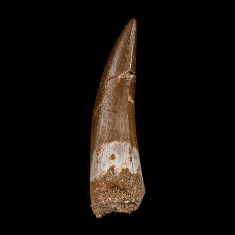 XL 2.1" Plesiosaur Zarafasaura Tooth Fossil Cretaceous Dinosaur Era COA, Stand - Fossil Age Minerals