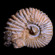 4.2" Acanthoceras Ammonite Fossil Agadir Morocco 360 Million Year Old COA
