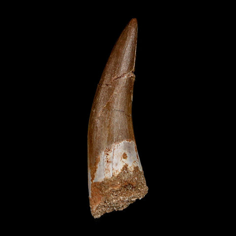 XL 2.1" Plesiosaur Zarafasaura Tooth Fossil Cretaceous Dinosaur Era COA, Stand - Fossil Age Minerals