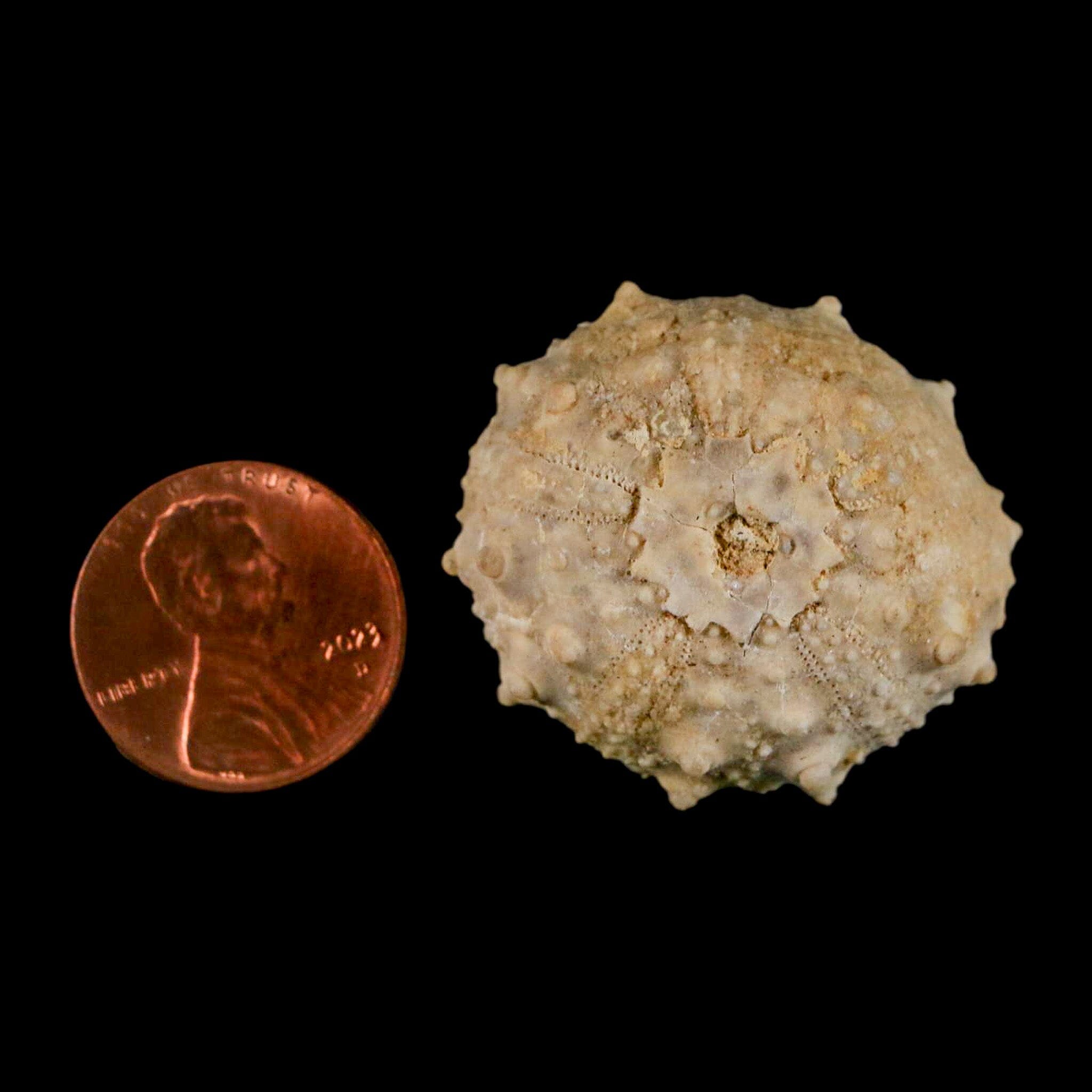 32MM Detailed Fossil Goniopygus Sp Sea Urchin Echinoid Cretaceous