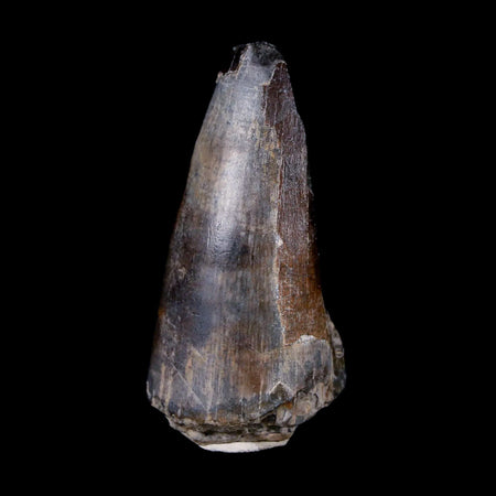 2" Sarcosuchus Imperator Crocodile Fossil Tooth Elrhaz FM Cretaceous Niger COA