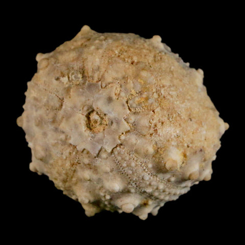 32MM Detailed Fossil Goniopygus Sp Sea Urchin Echinoid Cretaceous Morocco - Fossil Age Minerals