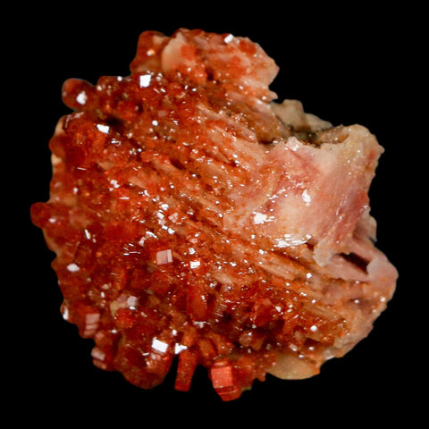 1.2" Sparkly Red Vanadinite Crystals on Orange Barite Blades Mineral Mabladen Morocco - Fossil Age Minerals