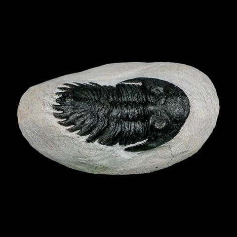2.6" Metacanthina Issoumourensis Trilobite Fossil Devonian Age 400 Mil Yrs Old COA - Fossil Age Minerals