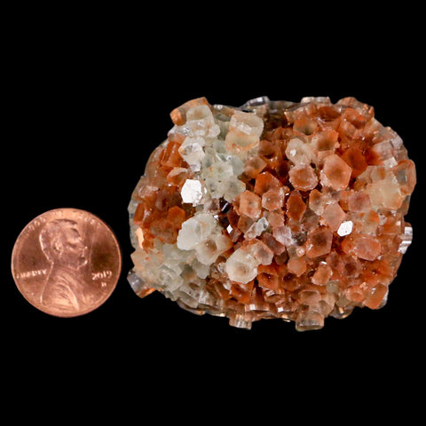 1.9" Aragonite Mineral Two Tone Crystal Cluster Specimen Tazouta Morocco - Fossil Age Minerals
