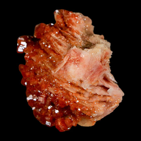 1.2" Sparkly Red Vanadinite Crystals on Orange Barite Blades Mineral Mabladen Morocco - Fossil Age Minerals