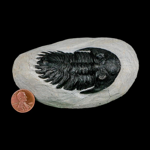 2.6" Metacanthina Issoumourensis Trilobite Fossil Devonian Age 400 Mil Yrs Old COA - Fossil Age Minerals