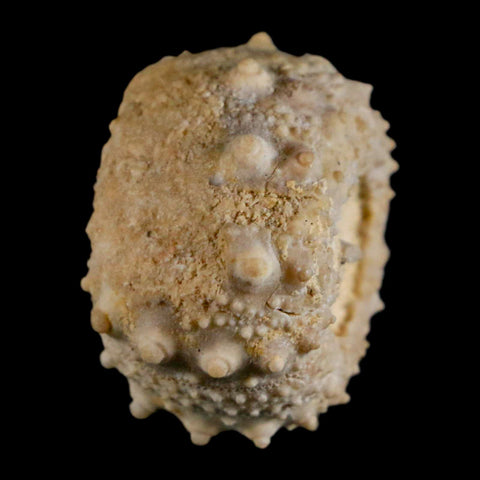 32MM Detailed Fossil Goniopygus Sp Sea Urchin Echinoid Cretaceous Morocco - Fossil Age Minerals