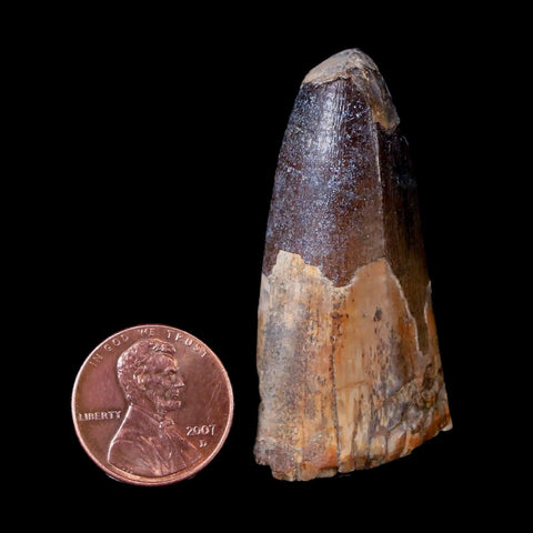 1.9" Sarcosuchus Imperator Crocodile Fossil Tooth Elrhaz FM Cretaceous Niger COA - Fossil Age Minerals