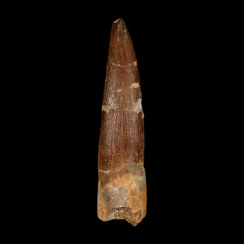 XL 2.3" Plesiosaur Zarafasaura Tooth Fossil Cretaceous Dinosaur Era COA, Stand - Fossil Age Minerals