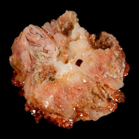 1.2" Sparkly Red Vanadinite Crystals on Orange Barite Blades Mineral Mabladen Morocco - Fossil Age Minerals