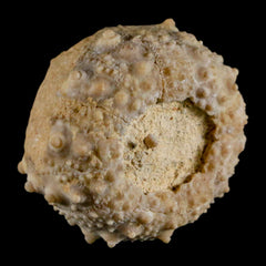 32MM Detailed Fossil Goniopygus Sp Sea Urchin Echinoid Cretaceous
