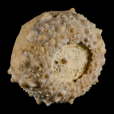 32MM Detailed Fossil Goniopygus Sp Sea Urchin Echinoid Cretaceous Morocco - Fossil Age Minerals