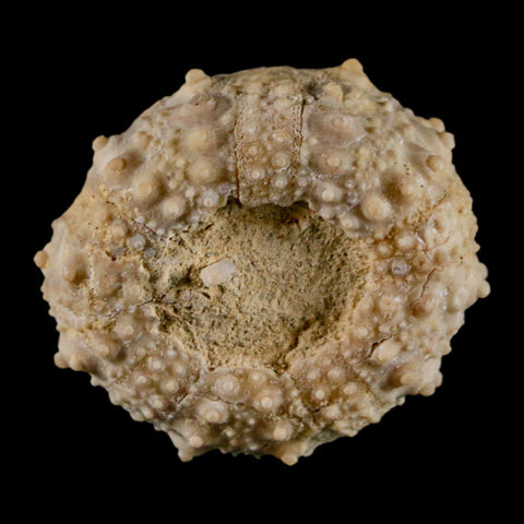 32MM Detailed Fossil Goniopygus Sp Sea Urchin Echinoid Cretaceous Morocco - Fossil Age Minerals