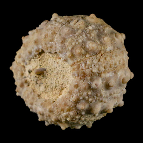 32MM Detailed Fossil Goniopygus Sp Sea Urchin Echinoid Cretaceous Morocco - Fossil Age Minerals