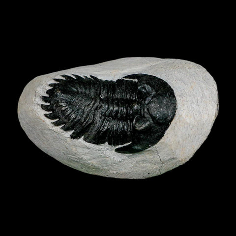 2.6" Metacanthina Issoumourensis Trilobite Fossil Devonian Age 400 Mil Yrs Old COA - Fossil Age Minerals