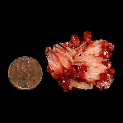 1.5" Sparkly Red Vanadinite Crystals on White Barite Blades Mineral Mabladen Morocco - Fossil Age Minerals
