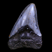 2.6" Quality Megalodon Shark Tooth Serrated Fossil Natural Miocene Age COA