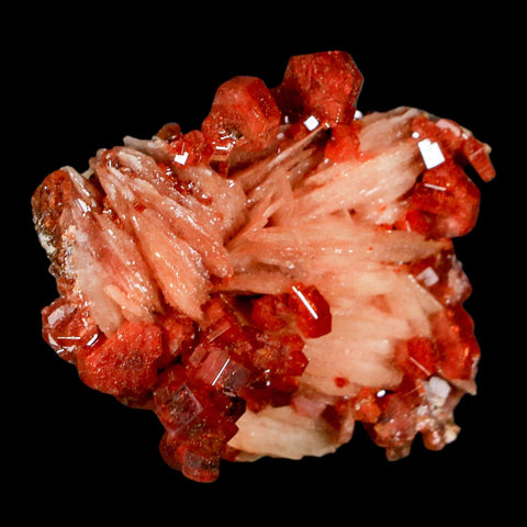 1.5" Sparkly Red Vanadinite Crystals on White Barite Blades Mineral Mabladen Morocco - Fossil Age Minerals