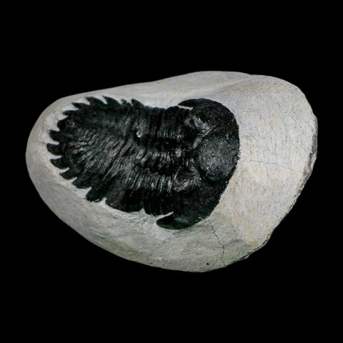 2.6" Metacanthina Issoumourensis Trilobite Fossil Devonian Age 400 Mil Yrs Old COA - Fossil Age Minerals