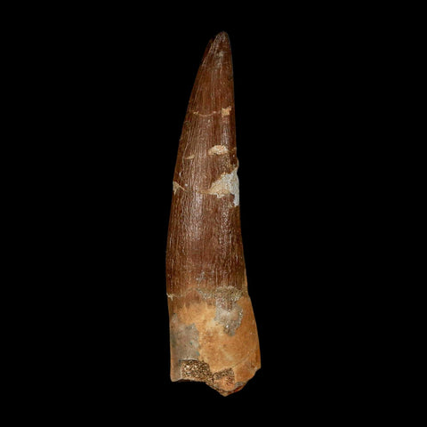 XL 2.3" Plesiosaur Zarafasaura Tooth Fossil Cretaceous Dinosaur Era COA, Stand - Fossil Age Minerals