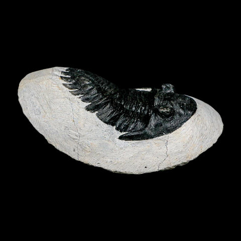 2.6" Metacanthina Issoumourensis Trilobite Fossil Devonian Age 400 Mil Yrs Old COA - Fossil Age Minerals