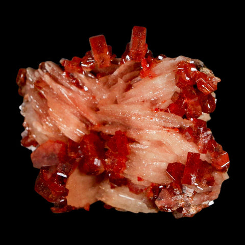 1.5" Sparkly Red Vanadinite Crystals on White Barite Blades Mineral Mabladen Morocco - Fossil Age Minerals