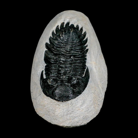 2.6" Metacanthina Issoumourensis Trilobite Fossil Devonian Age 400 Mil Yrs Old COA - Fossil Age Minerals