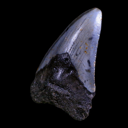 2.6" Quality Megalodon Shark Tooth Serrated Fossil Natural Miocene Age COA