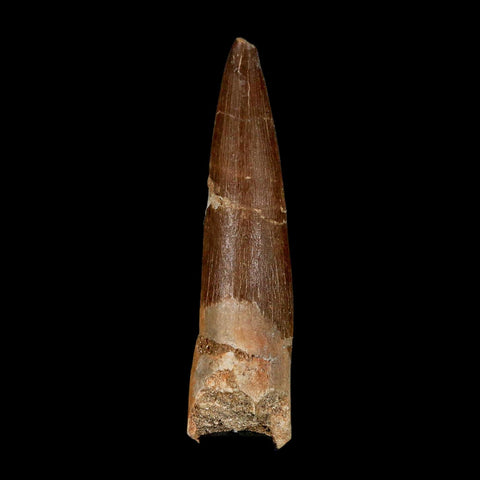 XL 2.3" Plesiosaur Zarafasaura Tooth Fossil Cretaceous Dinosaur Era COA, Stand - Fossil Age Minerals