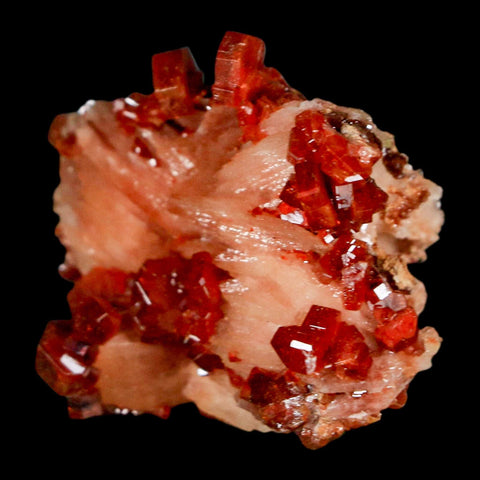 1.5" Sparkly Red Vanadinite Crystals on White Barite Blades Mineral Mabladen Morocco - Fossil Age Minerals