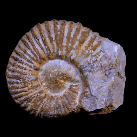 2.8" Acanthoceras Ammonite Fossil Agadir Morocco 360 Million Year Old COA