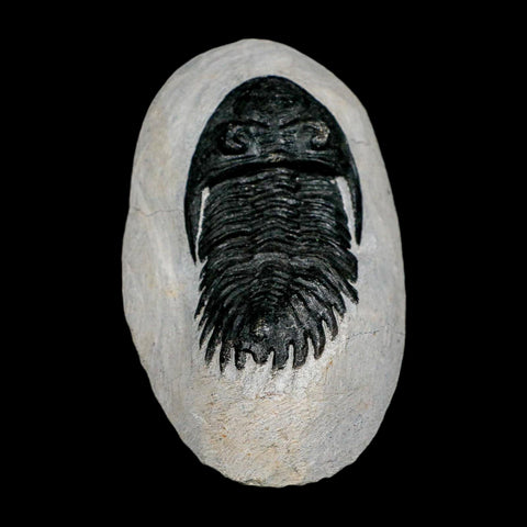 2.6" Metacanthina Issoumourensis Trilobite Fossil Devonian Age 400 Mil Yrs Old COA - Fossil Age Minerals