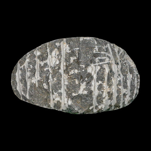 2.6" Metacanthina Issoumourensis Trilobite Fossil Devonian Age 400 Mil Yrs Old COA - Fossil Age Minerals