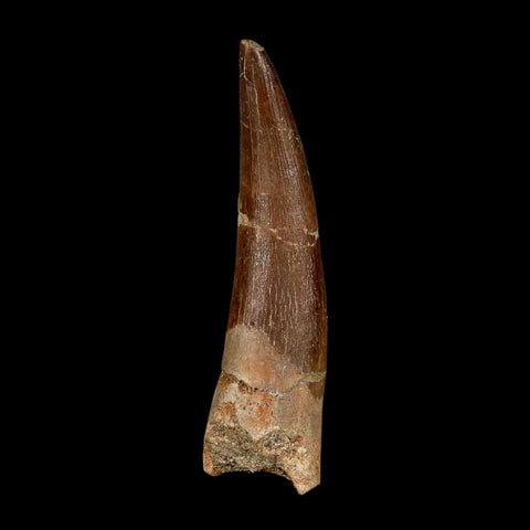 XL 2.3" Plesiosaur Zarafasaura Tooth Fossil Cretaceous Dinosaur Era COA, Stand - Fossil Age Minerals