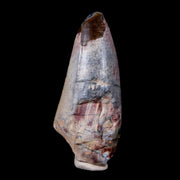 2.3" Sarcosuchus Imperator Crocodile Fossil Tooth Elrhaz FM Cretaceous Niger COA