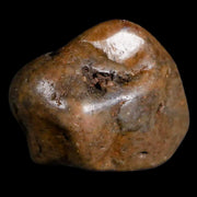 1.4" Sauropod Dinosaur Stomach Stone Gastrolith Rock Gizzard Stone COA