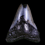 2.5" Quality Megalodon Shark Tooth Serrated Fossil Natural Miocene Age COA